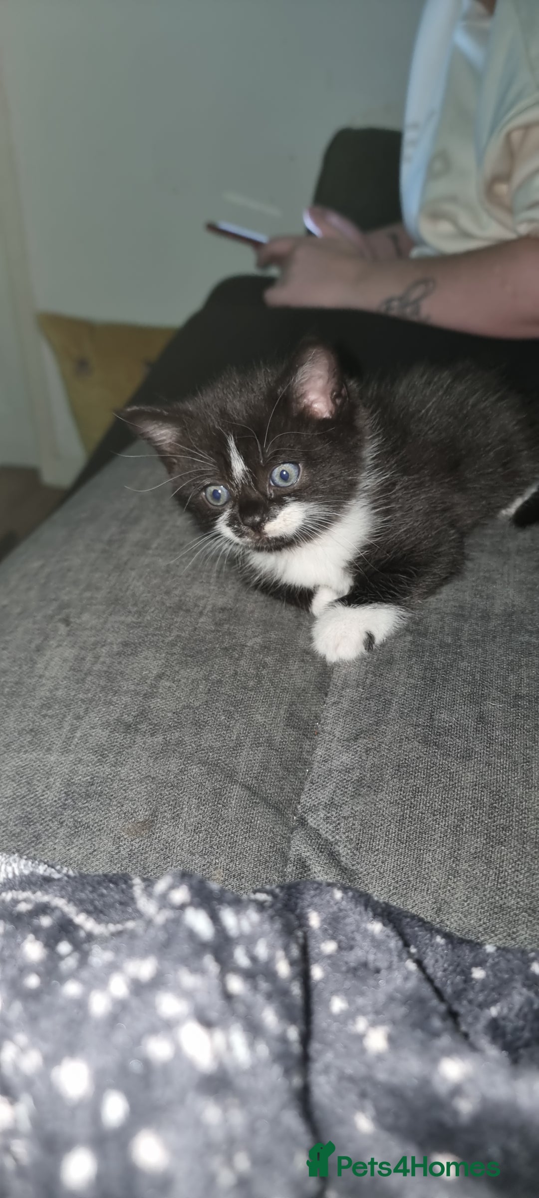 Mixed Breed cats for sale: Two kittens looking for forever homes - Image 5