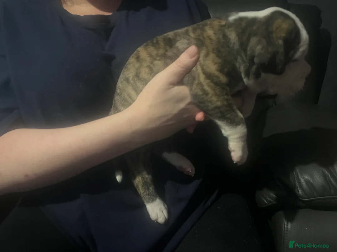 American Bulldog dogs for sale: American bulldog puppies  - Advert 14