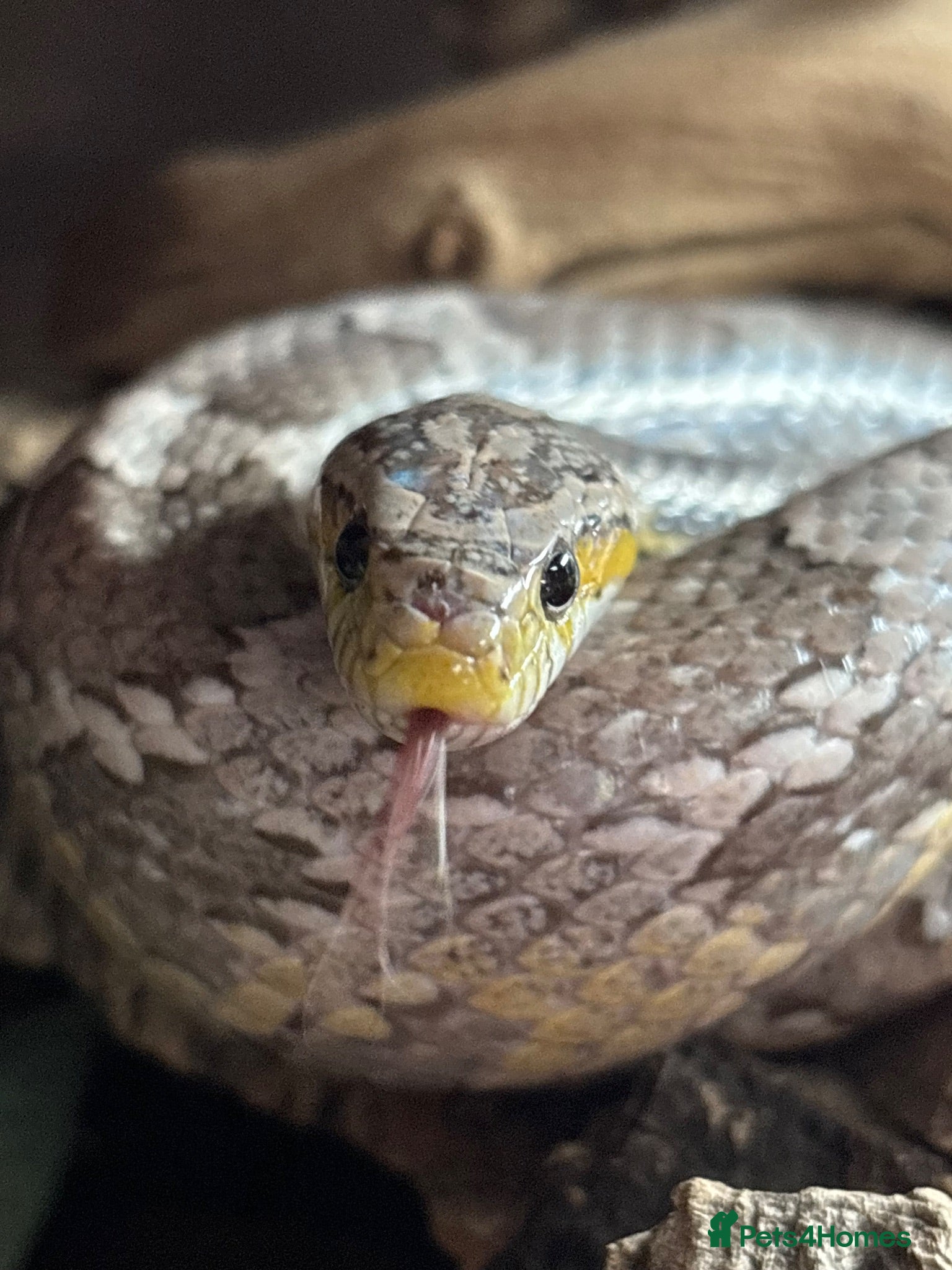 Corn Snake reptiles Ghost morph corn snake + set up  - Advert 5