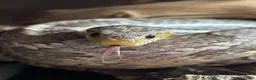 Corn Snake reptiles for sale: Ghost morph corn snake + set up  - Advert 1