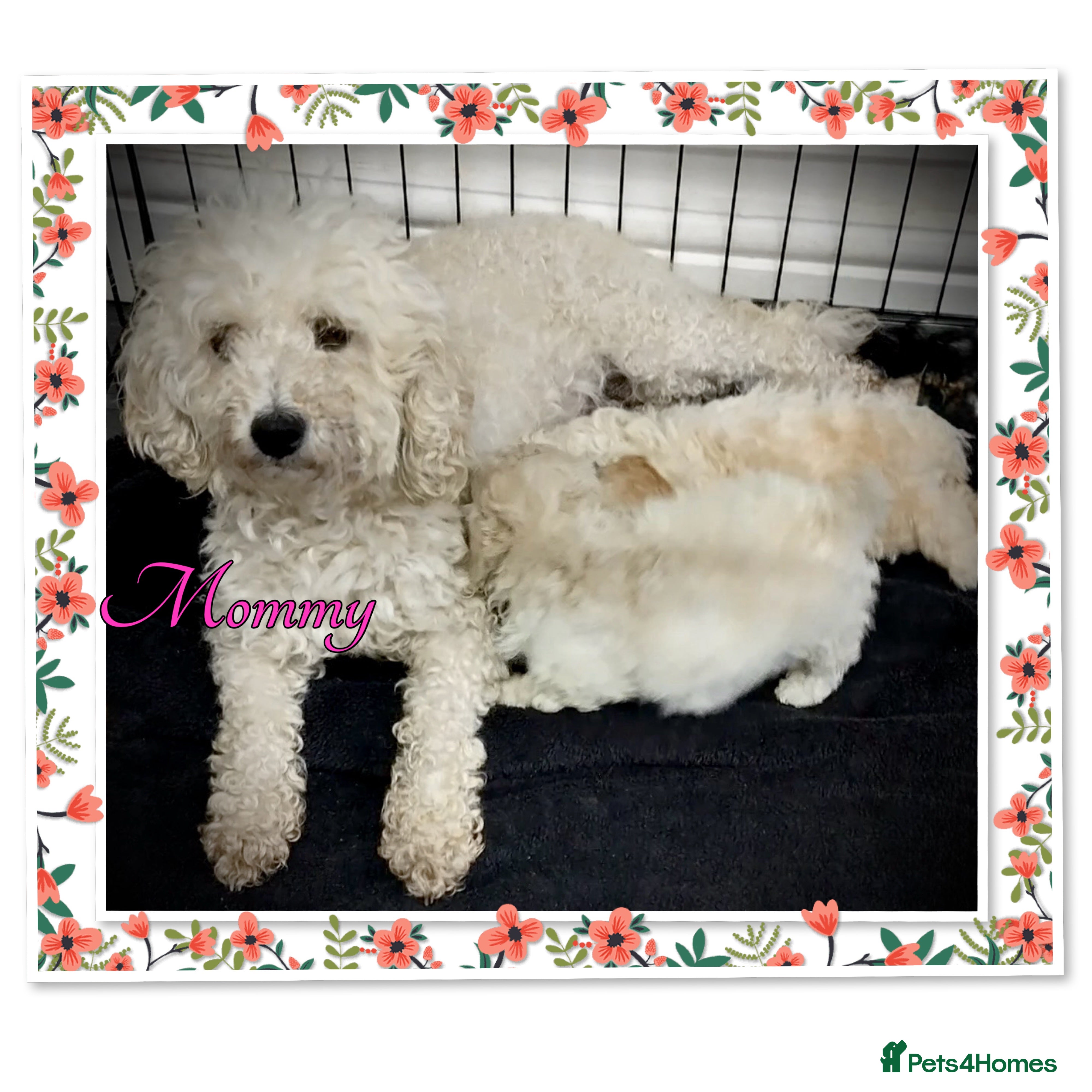 Miniature Poodle dogs 🐩💞girls girls girls 💞🐩 in Rotherham - Advert 1