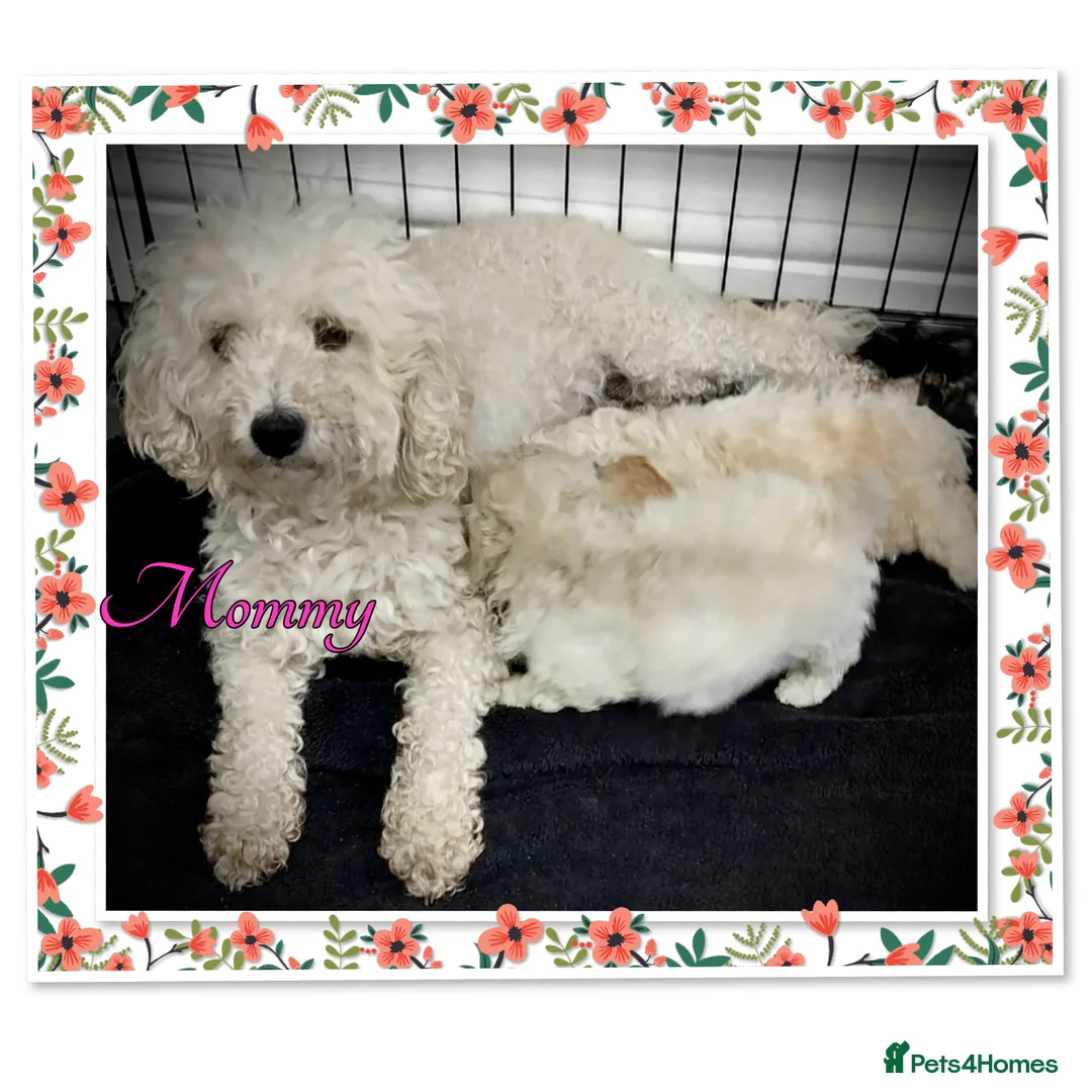 Miniature Poodle dogs for sale: 🐩💞girls girls girls 💞🐩 in Rotherham - Advert 1