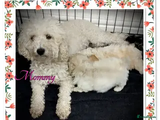 Miniature Poodle dogs 🐩💞girls girls girls 💞🐩 in Rotherham - Advert 1