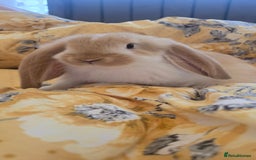 French Lop rabbits for sale: Beautiful French Lop bunnies - Image 7
