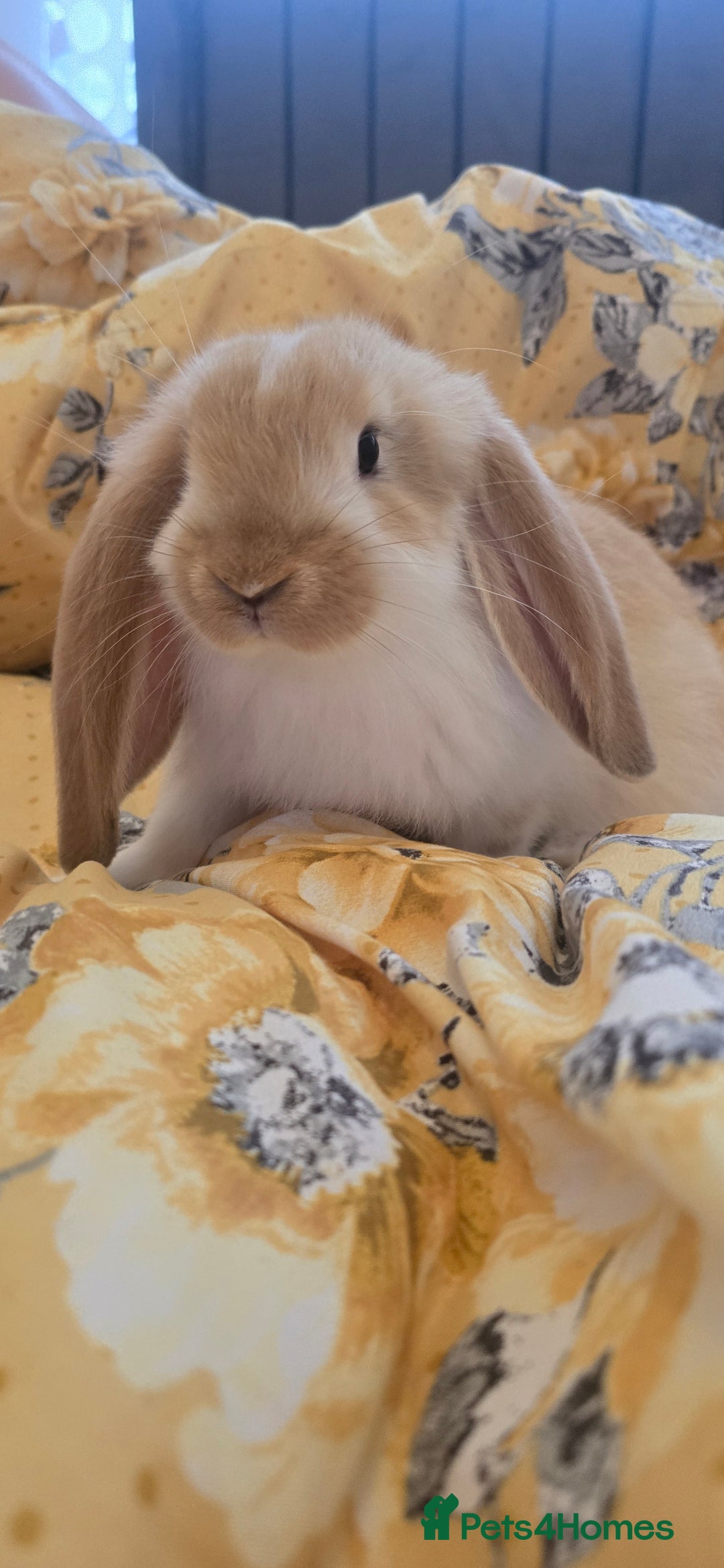 French Lop rabbits for sale: Beautiful French Lop bunnies - Image 7