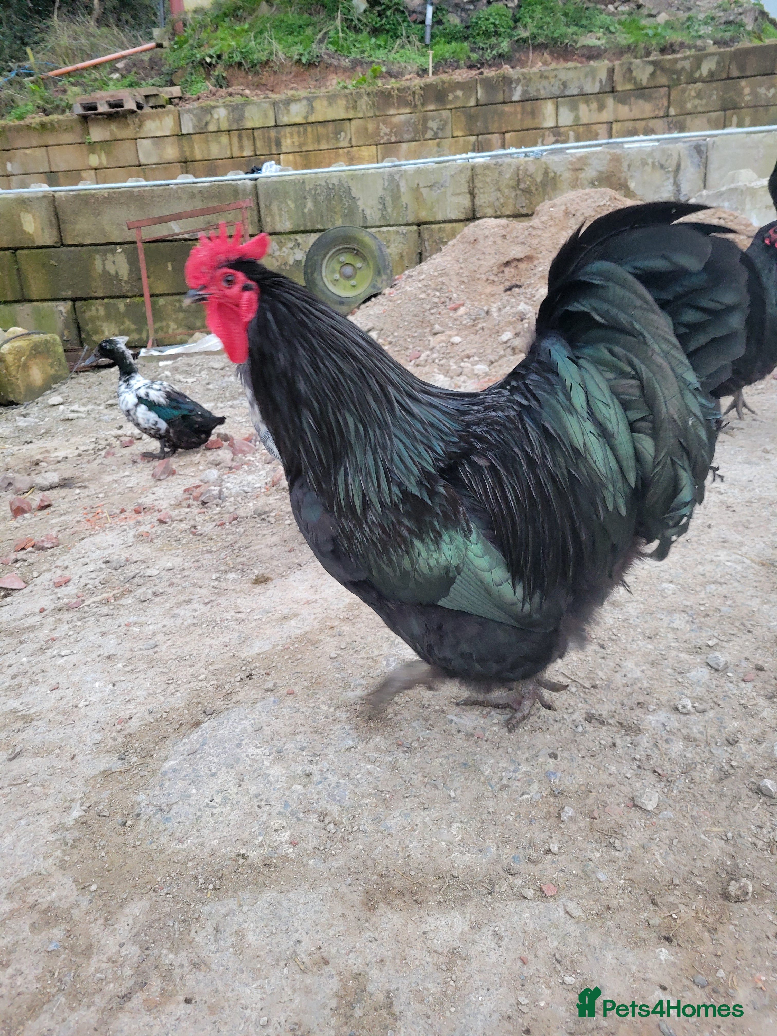Chickens poultry Australorp Cockerels For Sale  - Advert 16