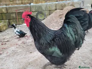 Chickens poultry Australorp Cockerels For Sale - Advert 16