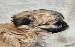 Shih Tzu dogs for sale: Gorgeous Small Imperial Shih tzu puppies READY - Image 8