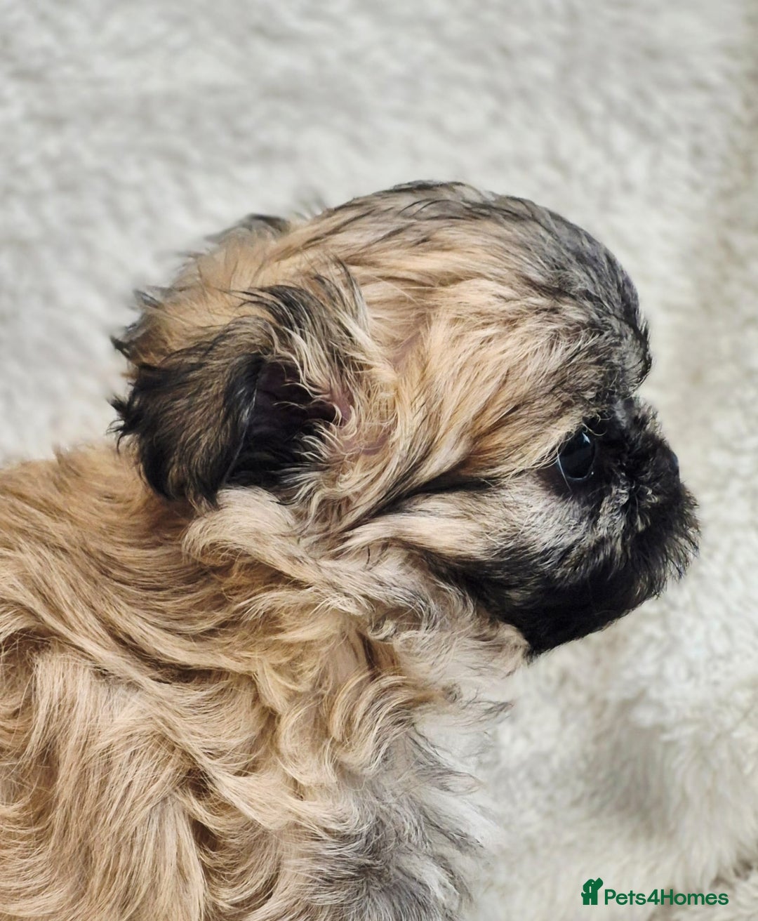 Shih Tzu dogs for sale: Gorgeous Small Imperial Shih tzu puppies READY - Image 8