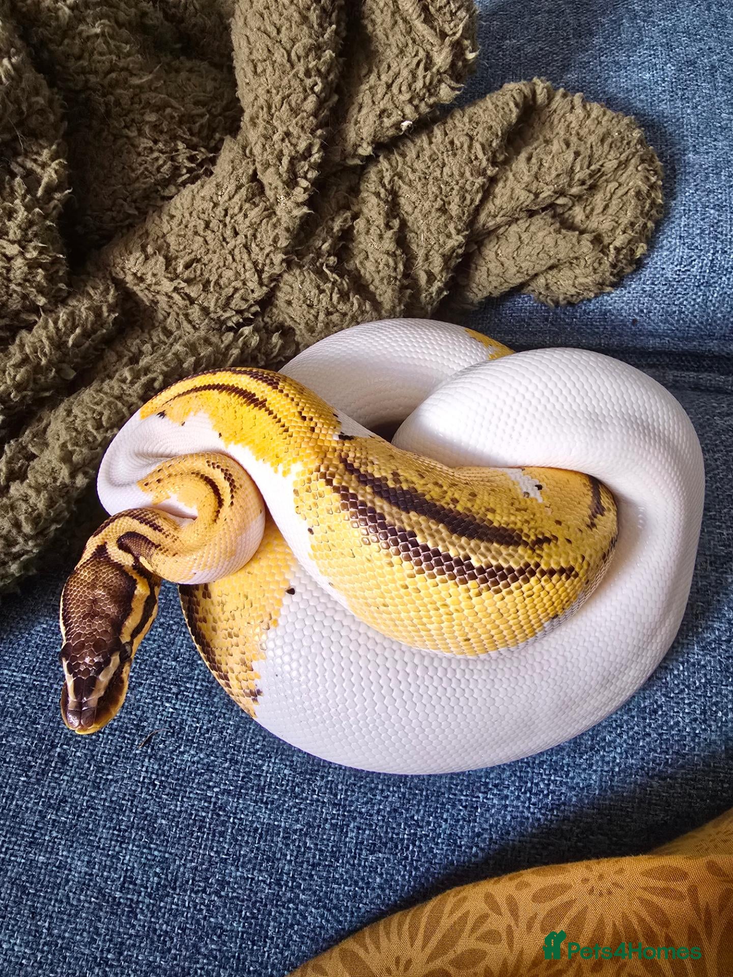 Python Snake reptiles for sale: Royal Python for pet home complete set up - Advert 2