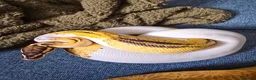 Python Snake reptiles for sale: Royal Python for pet home complete set up - Advert 3