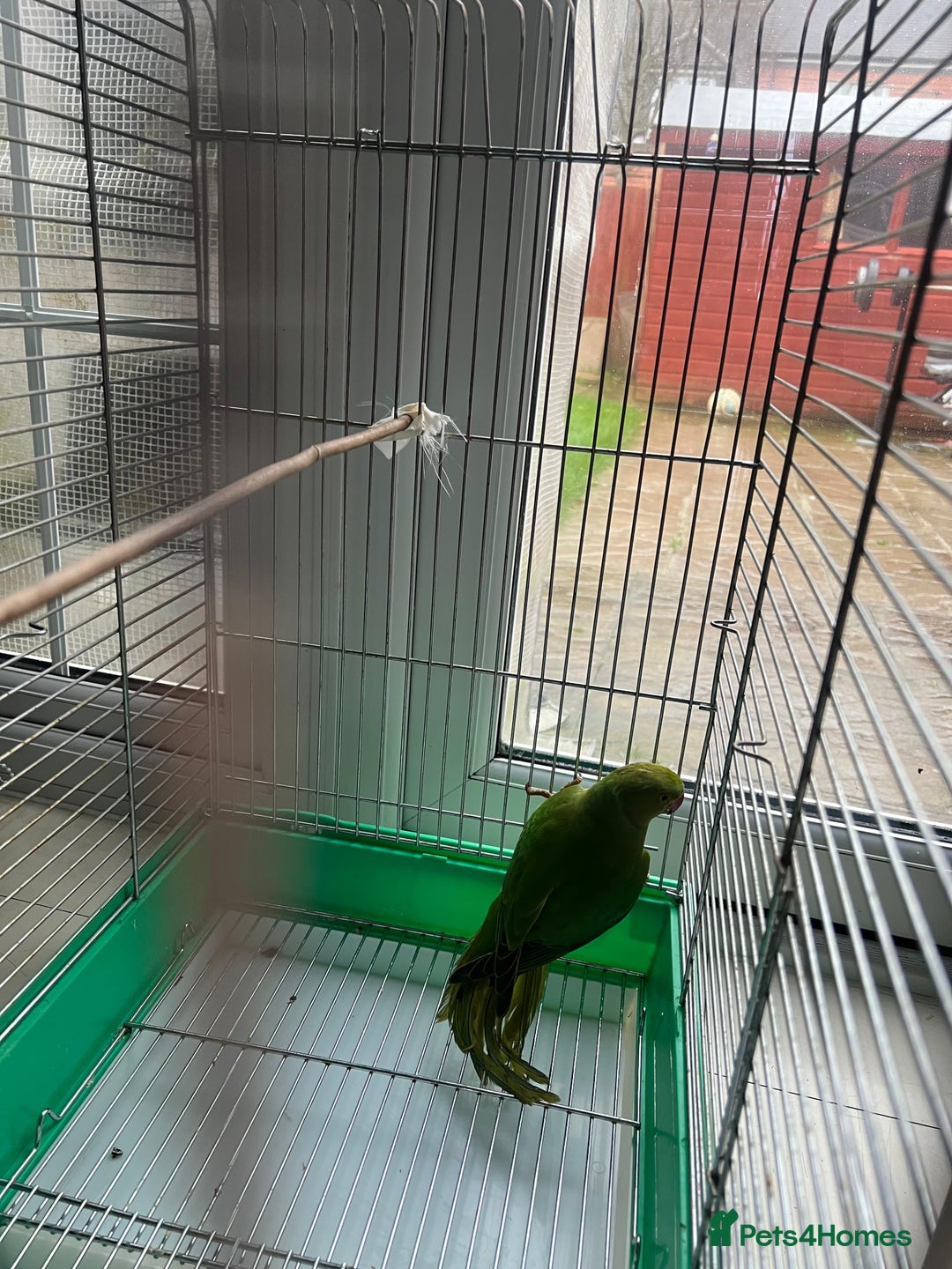 Parakeets birds for sale: Parakeet - Advert 3