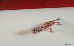 Leopard Gecko reptiles for sale: Baby leopard geckos for sale  - Image 10