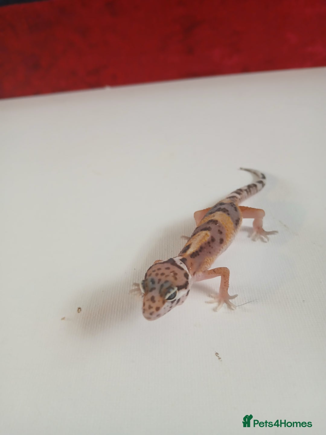 Leopard Gecko reptiles for sale: Baby leopard geckos for sale  - Image 10