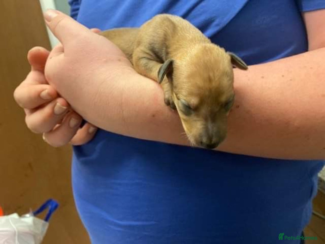 Whippet dogs for stud: KC Registered Whippet Dog in Swadlincote - Image 7