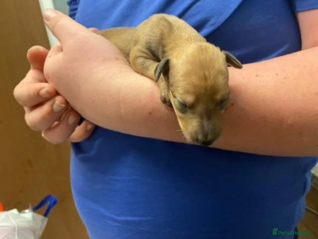 Whippet dogs for stud: KC Registered Whippet Dog in Swadlincote - Advert 7