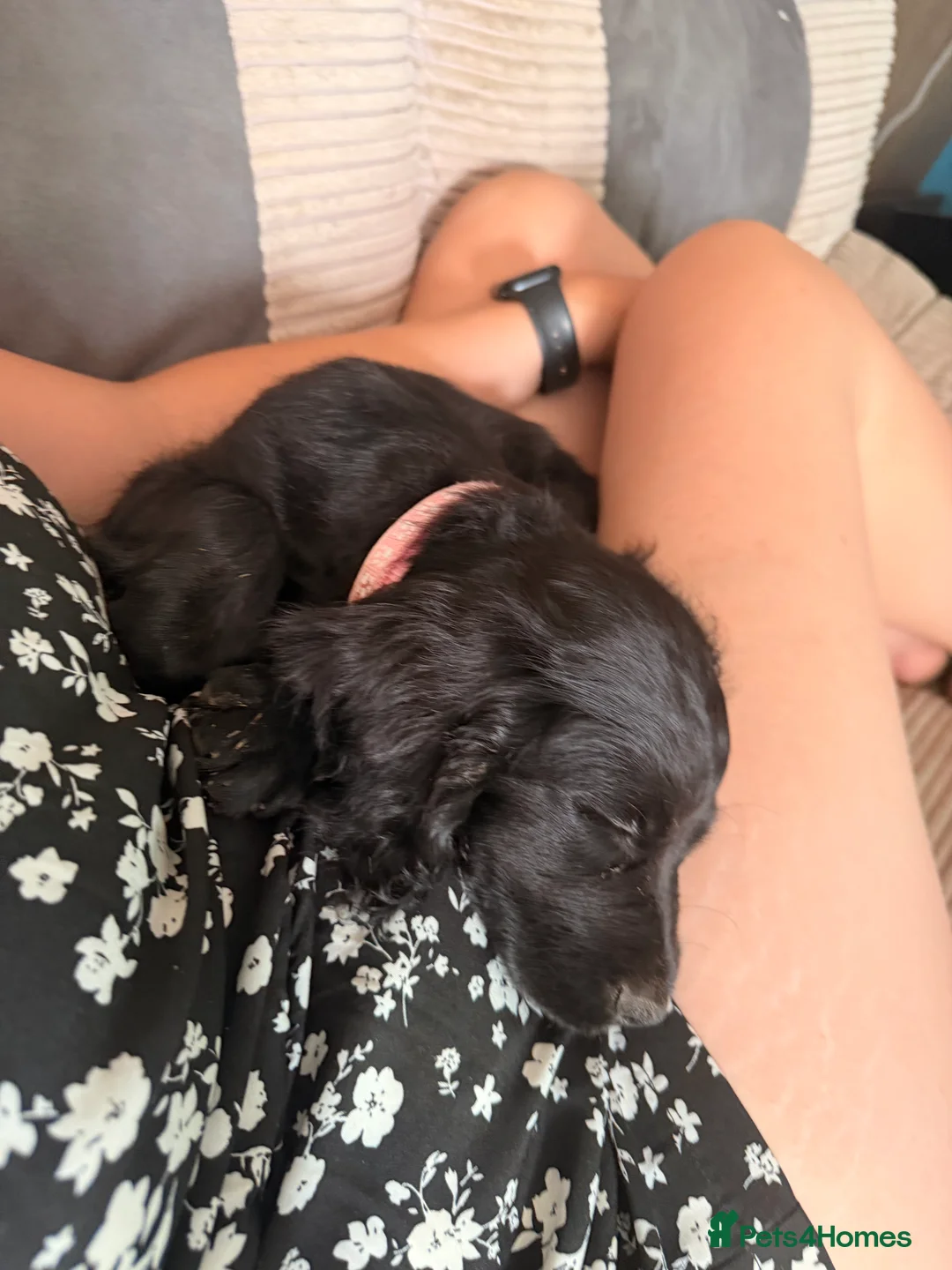 Cocker Spaniel dogs for sale: Rehome ASAP  - Advert 4