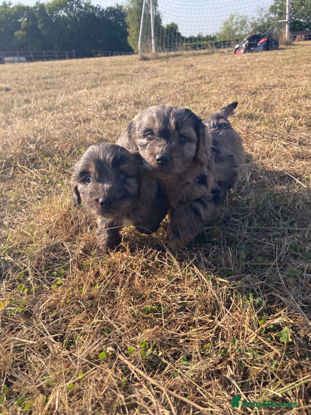 Cockapoo dogs for sale: Cockapoos  - Image 6