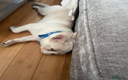 French Bulldog dogs for sale: French Bulldog 6months old  - Image 4