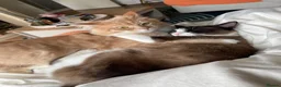 Mixed Breed cats for sale: Coco and kiwi  - Advert 22