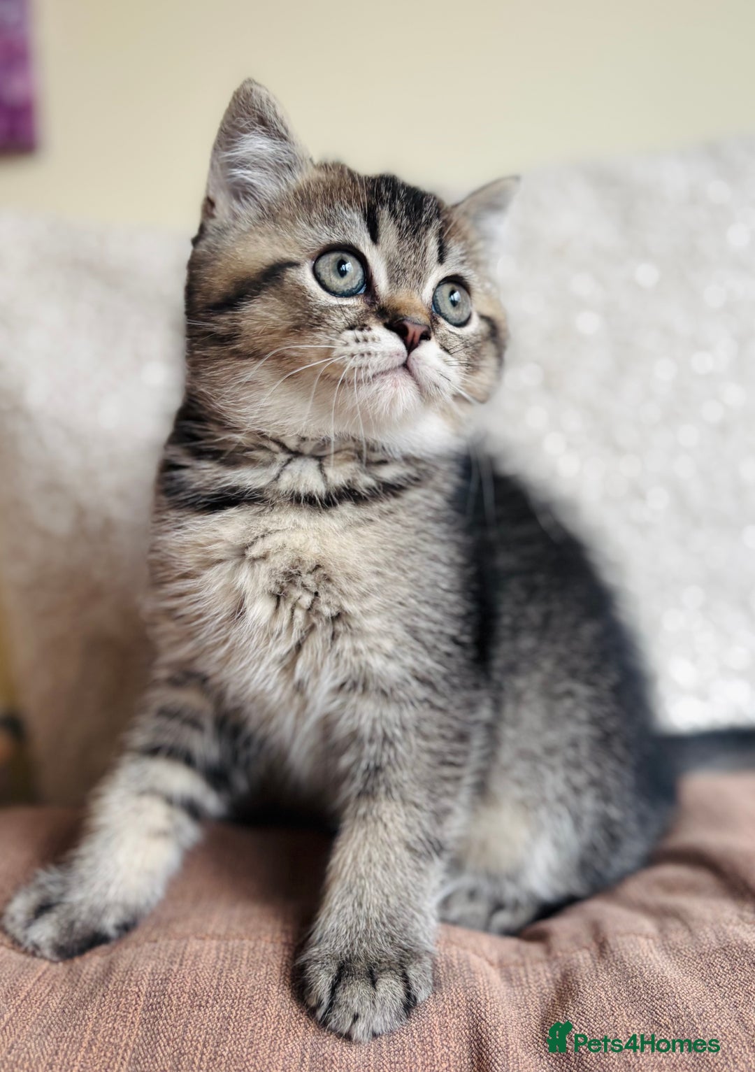 Scottish Fold cats for sale: 🌟🌟🌟🌟🌟Pedigree Scottish Fold Kittens - Advert 9