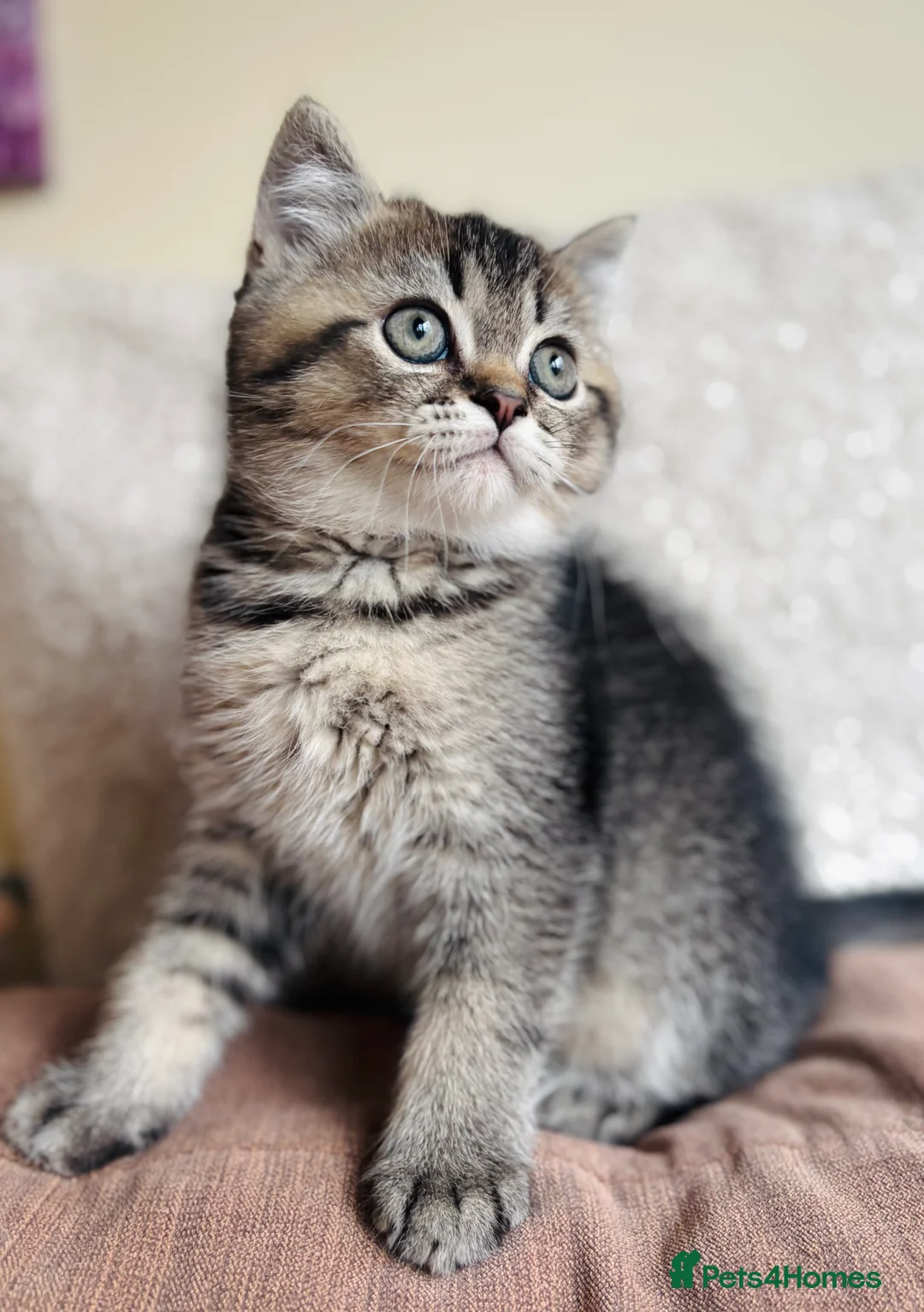 Scottish Fold cats for sale: 🌟🌟🌟🌟🌟Pedigree Scottish Fold Kittens - Advert 7