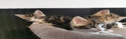 Mixed Breed cats for sale: Extra-cuddly, hand-reared, vet checked kittens  - Advert 8