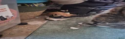Mixed Breed cats for sale: Female kitten for sale - Advert 15