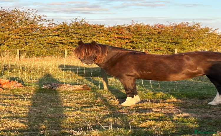 Riding pony horses - Advert 1