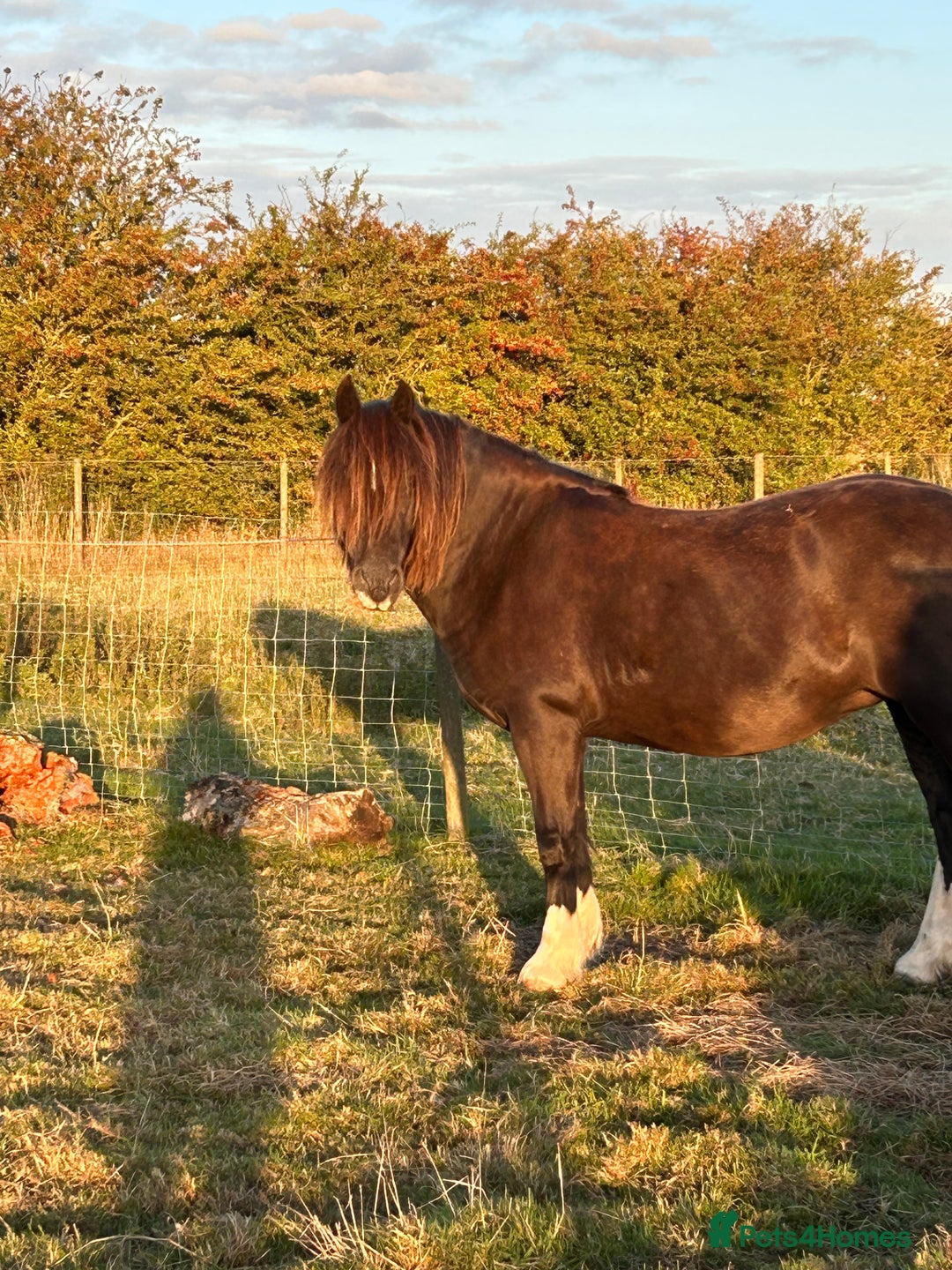 Riding pony horses for sale: 13’1 super mare - Image 1
