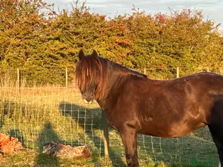 Riding pony horses 13’1 super mare - Advert 4