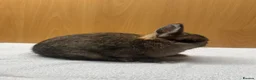 Rex rabbits for sale: Mini Rex and netherland dwarf  - Advert 4