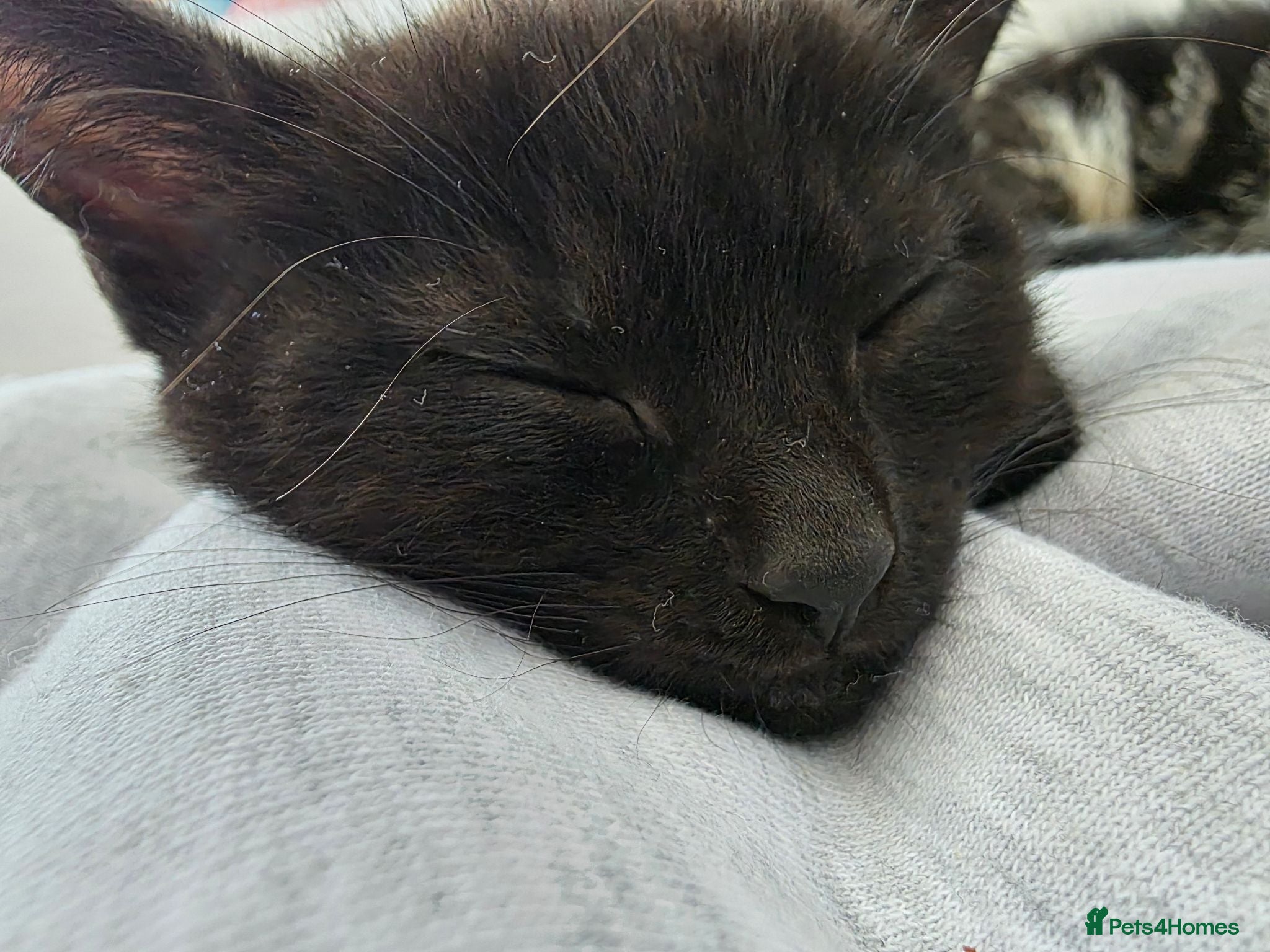Mixed Breed cats Black Kitten - Advert 1