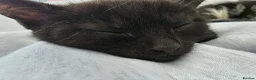 Mixed Breed cats for sale: Black Kitten - Advert 2