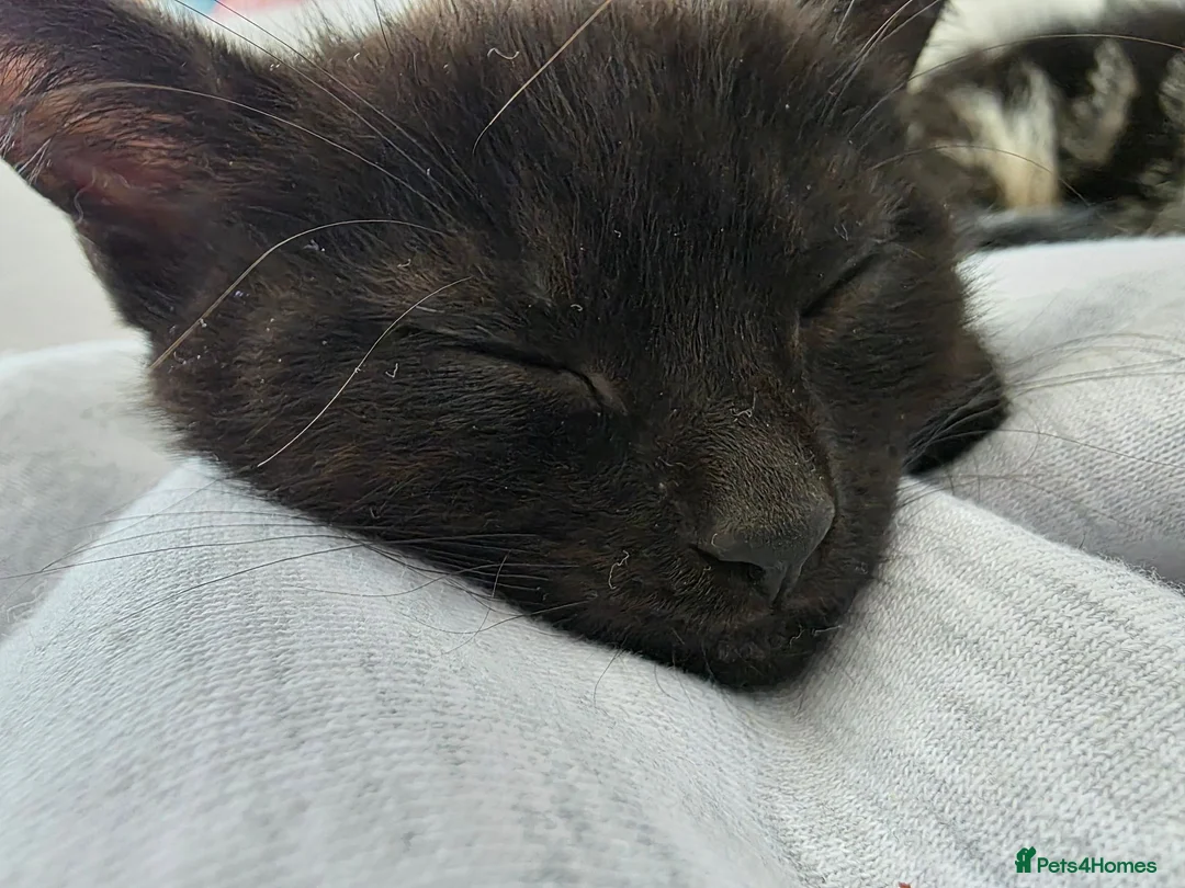 Mixed Breed cats for sale: Black Kitten - Advert 2