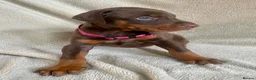 Dobermann dogs for sale: Health tested European puppies  - Advert 24