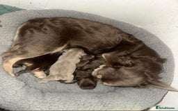French Bulldog dogs for sale: Full fluffy chocolate rojo & Isabella (Girl) - Image 5