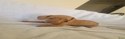 Miniature Dachshund dogs for sale: Beautiful miniature daschunds  - Advert 33