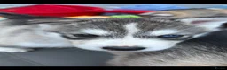 Siberian Husky dogs for sale: Stunning husky pups  - Advert 4