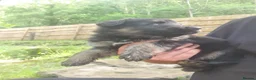 German Shepherd dogs for sale: German shepherd puppys - Advert 8