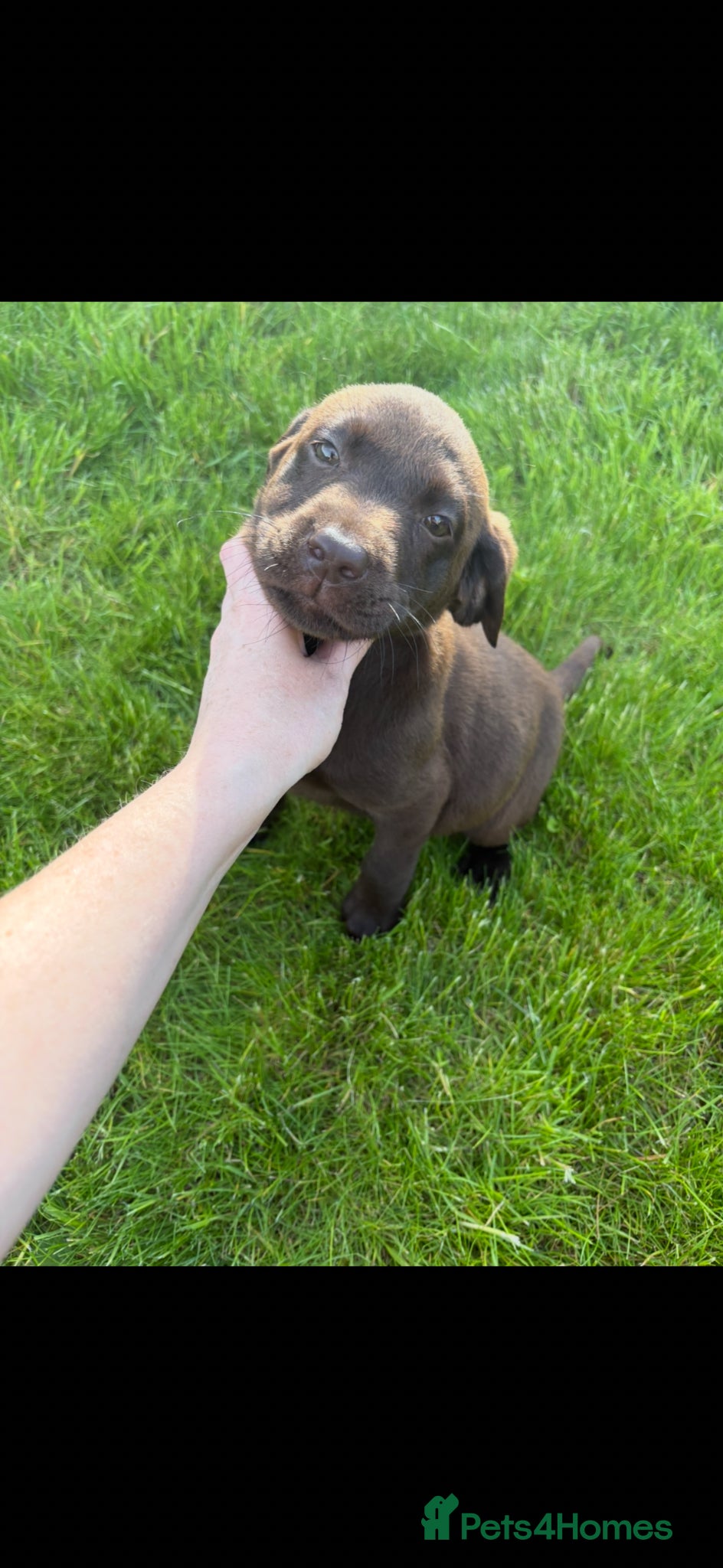 Labrador Retriever dogs FTCH lines KC fully health tested Labradors  - Advert 2