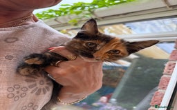 Mixed Breed cats for sale: 2 CUTE TORTOISESHELL GIRLS  - Image 18