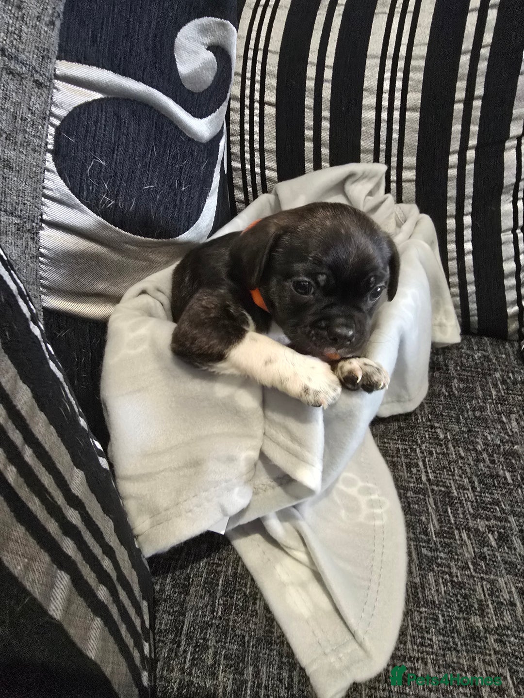 Mixed Breed dogs for sale: Puppy chugs 4 boys  - Image 33
