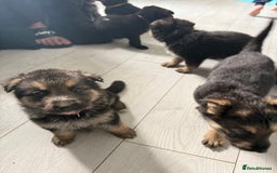 German Shepherd dogs for sale: German shepherd puppies  - Image 18