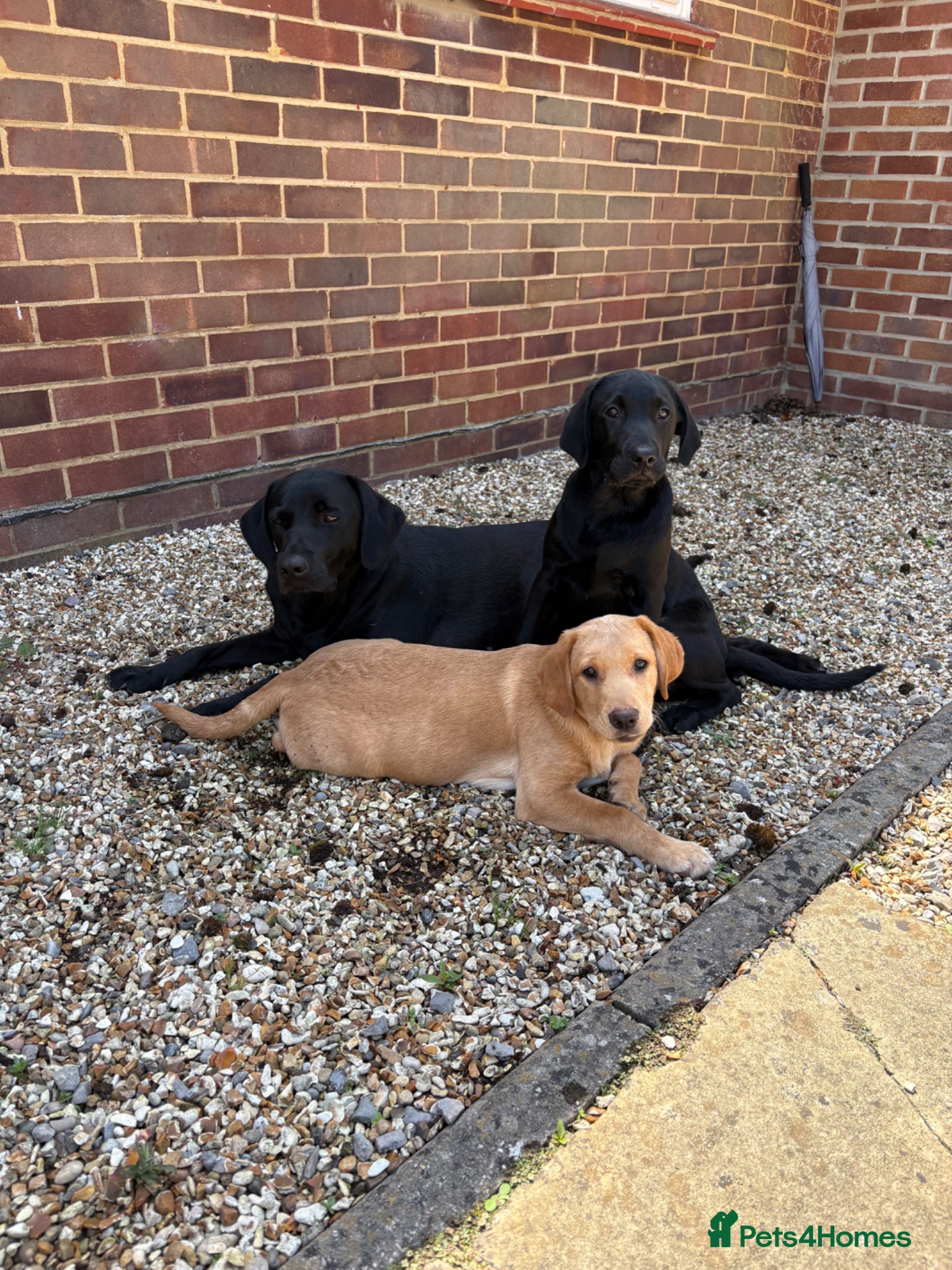 Labrador Retriever dogs 2 stunning kc registered puppies - Advert 1