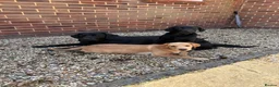 Labrador Retriever dogs for sale: 2 stunning kc registered puppies - Advert 1