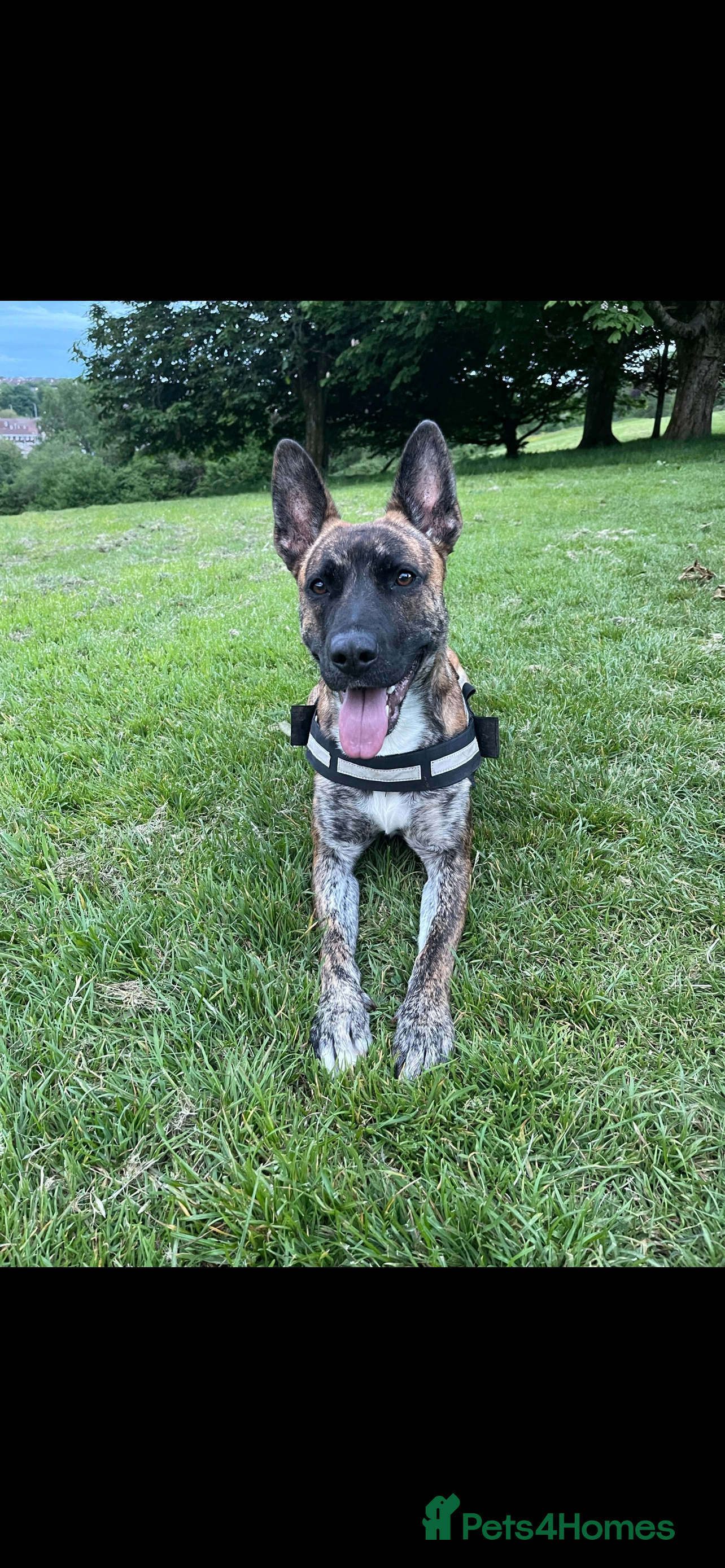 Mixed Breed dogs German Shepherd x Staffy x Jack Russell puppies  - Advert 1