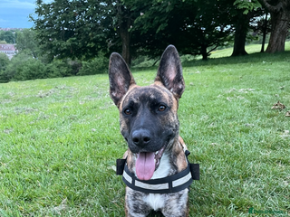 Mixed Breed dogs German Shepherd x Staffy x Jack Russell puppies - Advert 1