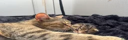 Mixed Breed cats for sale: 2 kittens left  in Bolton - Advert 2