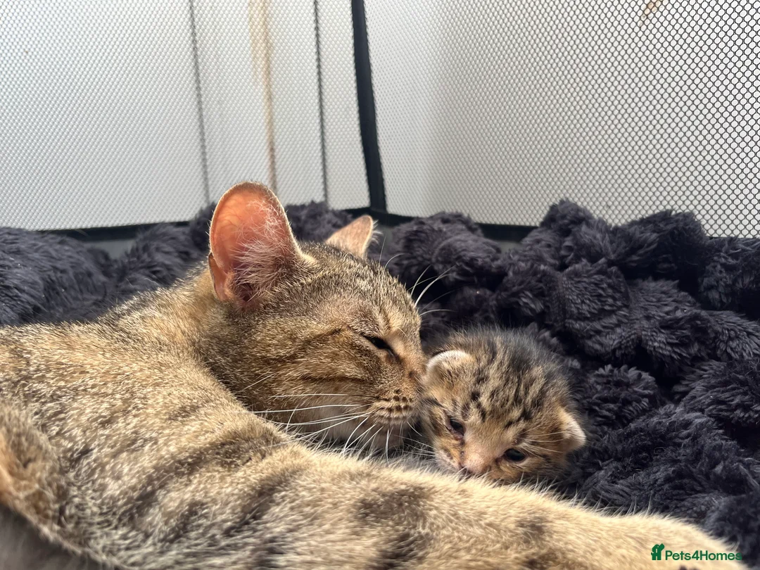 Mixed Breed cats for sale: 2 kittens left  in Bolton - Advert 2